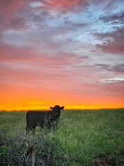 Black cow on field looking at camera during beautiful sunset
