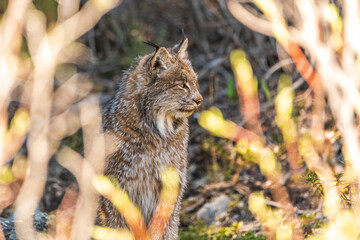 Wilde Canadese lynx gezien in de wildernis van Yukon Territory, Canada tijdens de zomer met prachtige gezichts-, vacht- en oorbosjes.