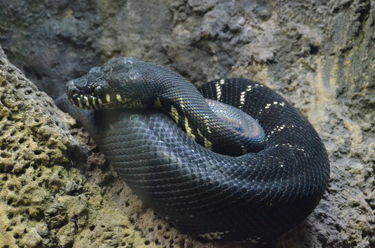 REPTILES
