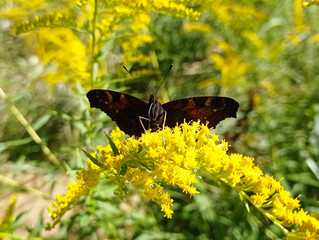 motyl na żółtym kwiatku makro skrzydła motyla 