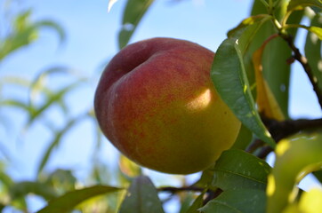 Pfirsich am Baum