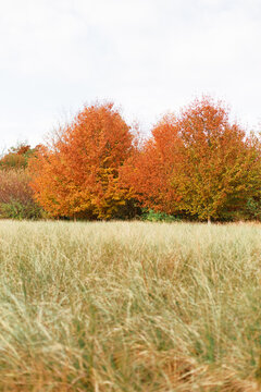 Vertical Landscape Of Fall Autumn Orange Trees And Golden Tall Grass In Cape May, New Jersey. 