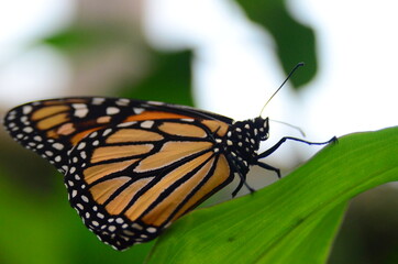 MARIPOSA
