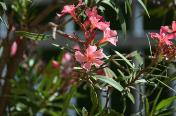 Blüten Oleander