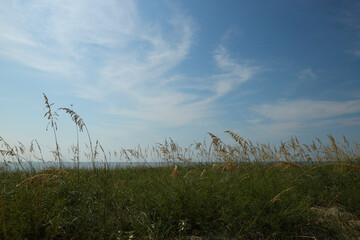 Sea Grass at the beach