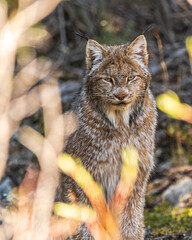 Wild Canadian lynx seen in the wilderness of Yukon Territory, Canada during summer time with stunning face, fur and ear tufts. 