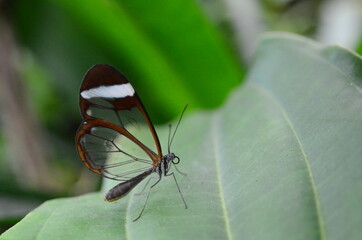 MARIPOSA