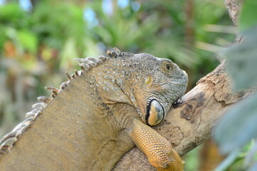 IGUANA