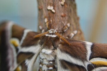 MARIPOSA