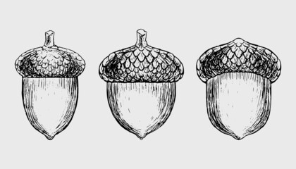 Acorns set Vector hand-drawn ink illustration Detailed engraving of acorn oak Realistic drawing of autumn oak nut Vintage retro fall acorn for decor Autumn mood Black and white vector illustration © Fisenko Nataliia
