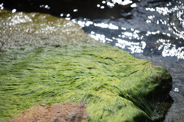 moss or algae on rocks