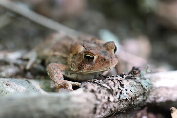 Maine Toads and Frogs