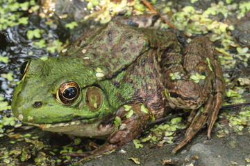 Maine Toads and Frogs