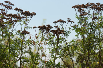 late summer weathered plants and sky