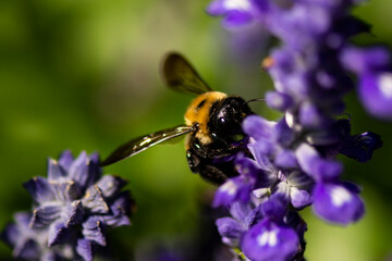 Carpenter Bee foraging