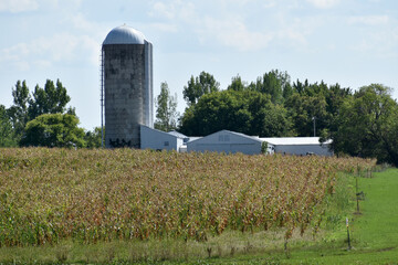 Farm field of corn and buidlings
