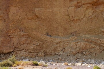 Nubian Ibex rests on the mountain