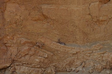 Nubian Ibex rests on the mountain