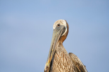 Brown Pelican enjoying Sunset