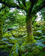 Wistman's Wood National Nature Reserve - mystic high-altitude oakwood on valley of the West Dart River, Dartmoor, Devon, United Kingdom