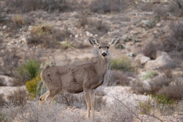 Doe in Palo Duro
