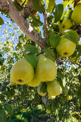 Commercial pears hanging in a bunch from a fruit tree in Washington State ready to be picked for processing
