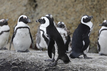 Pinguine