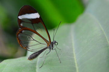 MARIPOSA