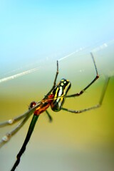 spider on the web