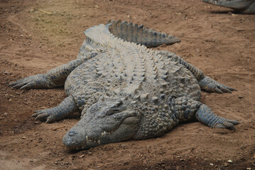 COCODRILO