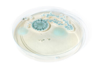 Mold bacteria growth in a petri dish closeup on white