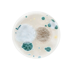 Mold bacteria growth in a petri dish closeup on white