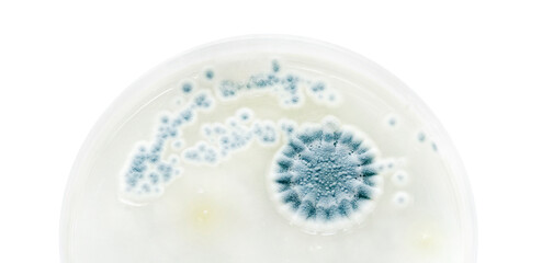 Mold bacteria growth in a petri dish closeup on white