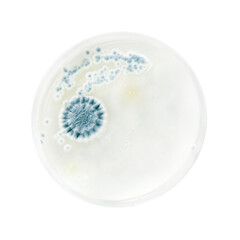 Mold bacteria growth in a petri dish closeup on white