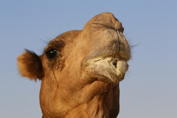 Kamel