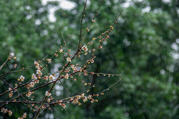 White plum blossoms on a green background in the rain