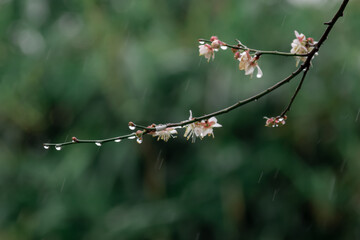 White plum blossoms on a green background in the rain