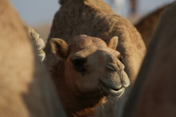 Kamel