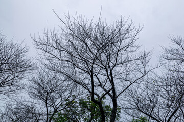 The old plum tree is in the rain