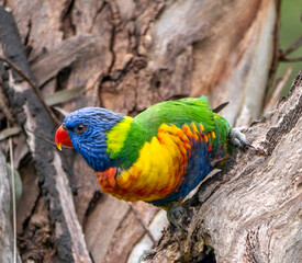 Lorikeet Head To Side