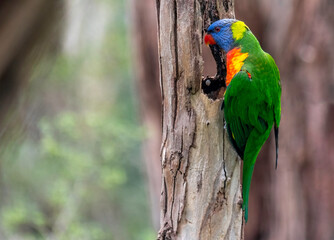 Lorikeet On Trunk