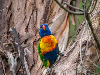 Lorikeet Up Head On