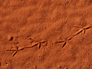 Bird tracks in outback Red Centre Central Australia