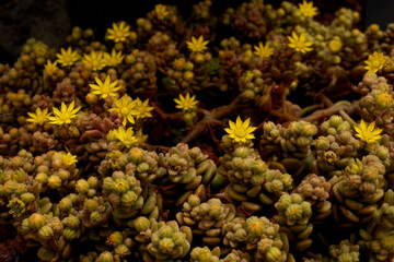 Precioso macro de cactus