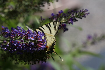 gelber Schmetterling