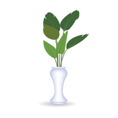 vector illustration of ornamental plants in pots. isolated white background
