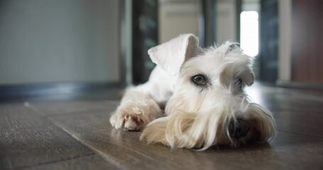 Sad beauty white miniature Schnauzer terrier dog lying on the floor. Sadly putting head on the floor. Beauty sad dog portrait. Home alone. Expressive emotion of dog sadness and loneliness. Cute face
