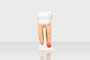 Anatomía del diente humano sobre fondo blanco, para ejemplificar, maqueta del diente sobre fondo...