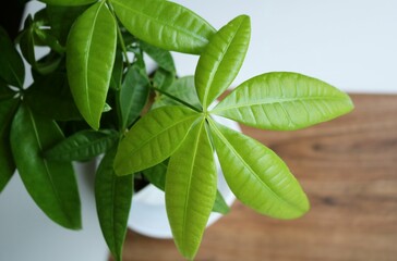 癒しのパキラ　緑の葉　観葉植物　背景