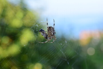Cross spider in a spider web against a green and yellow blurred background